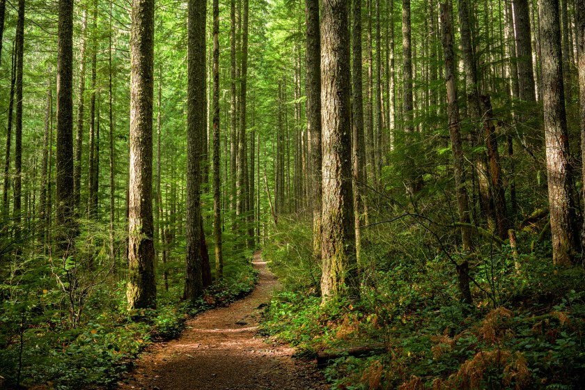 Thick woods with a dirt path running through.