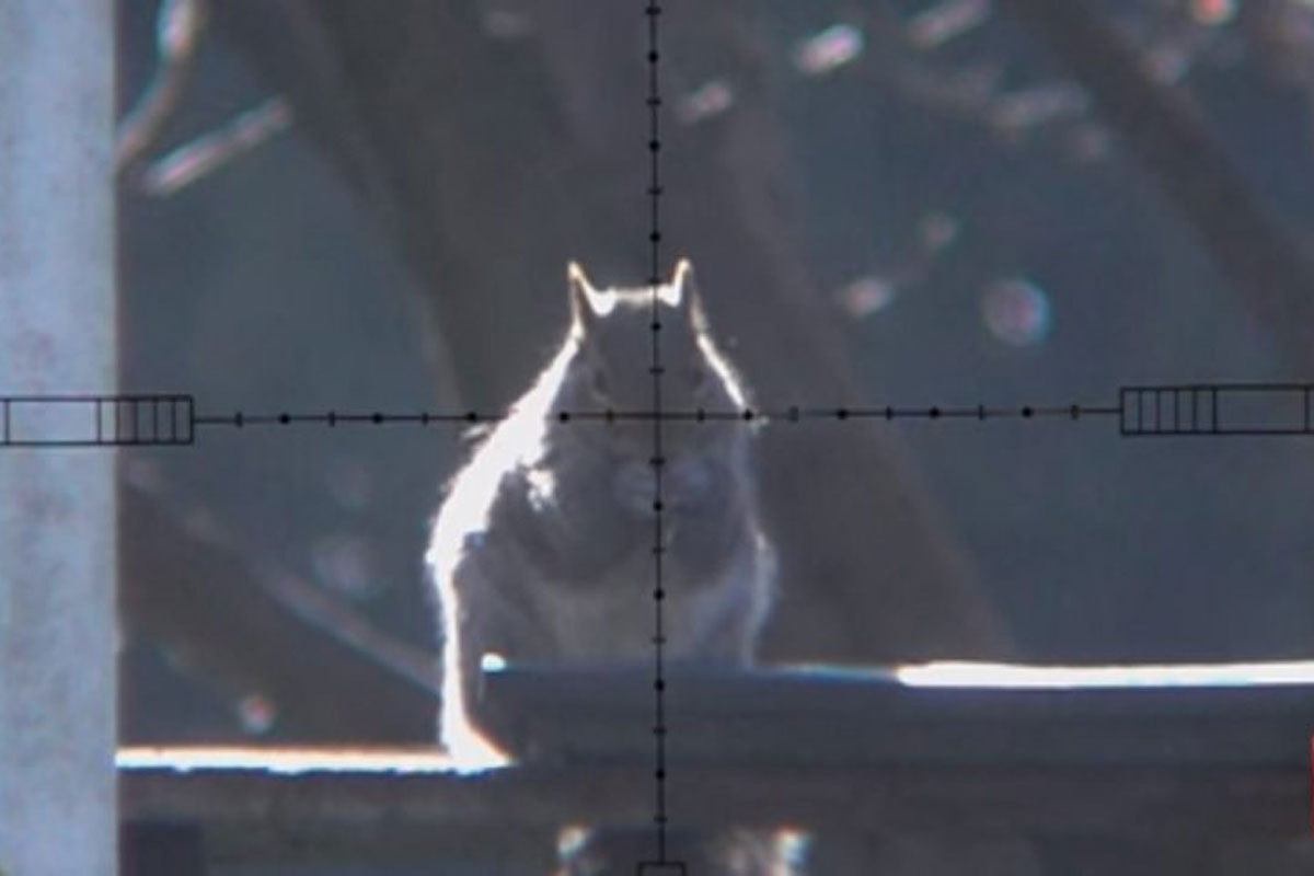 squirrel