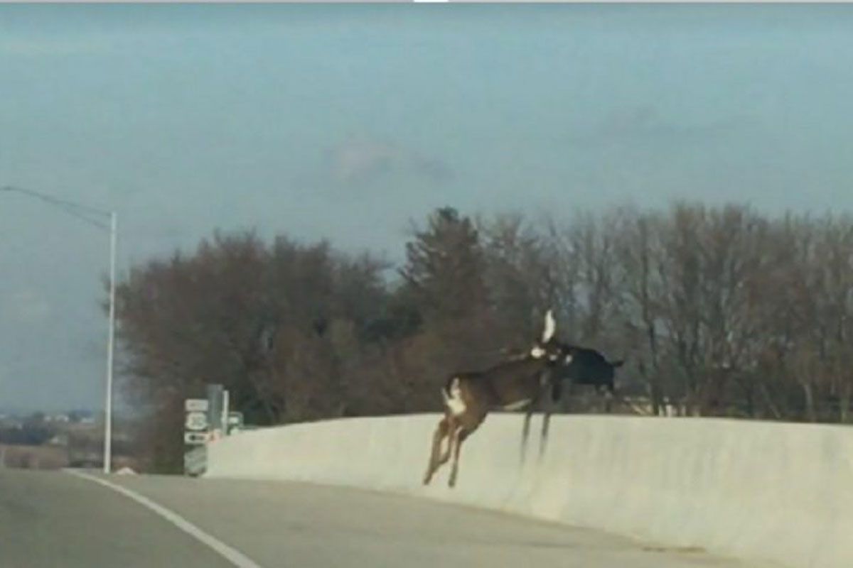 deer jumping