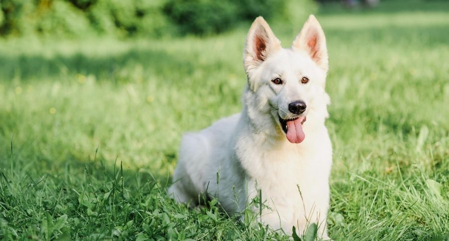 White German Shepherd