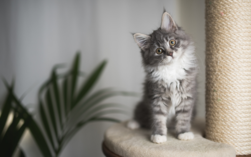 maine coon fluffy cat breed