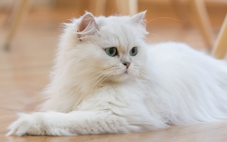 persian fluffy cat breed