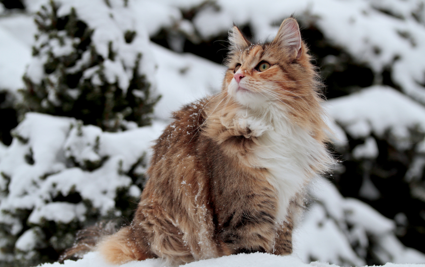 norwegian forest cat fluffy cat breed