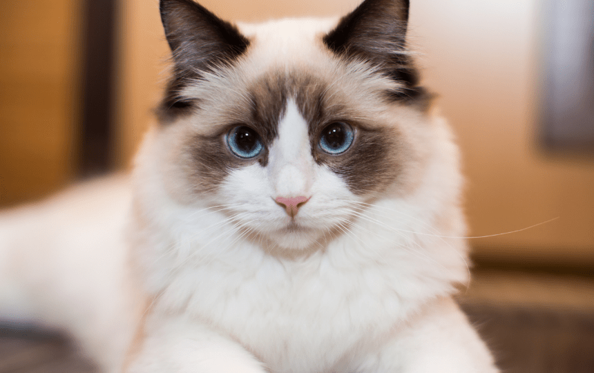 ragdoll cat fluffy cat breed