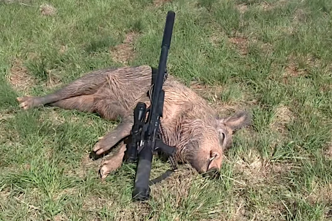 Air Rifle Hog