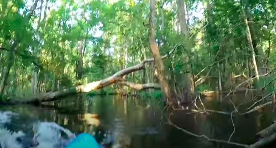 alligator charges kayak