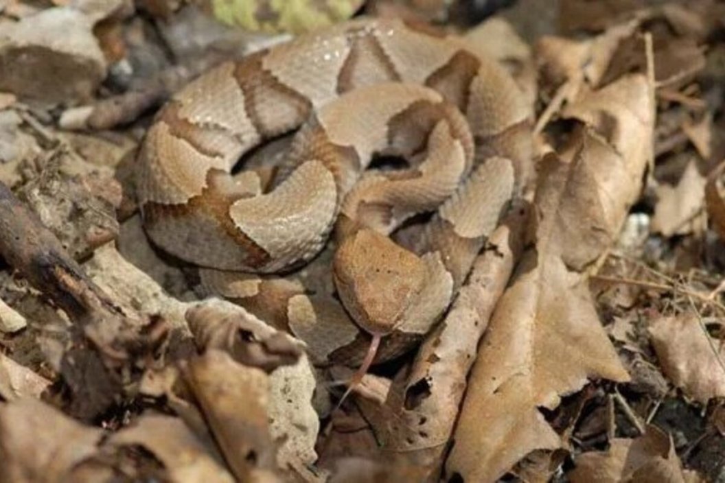 Baby Copperheads