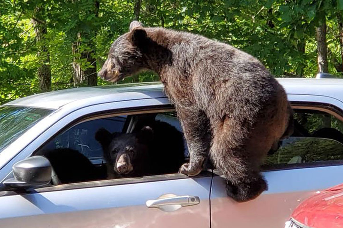 black bear