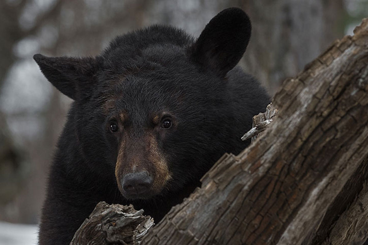 black bear