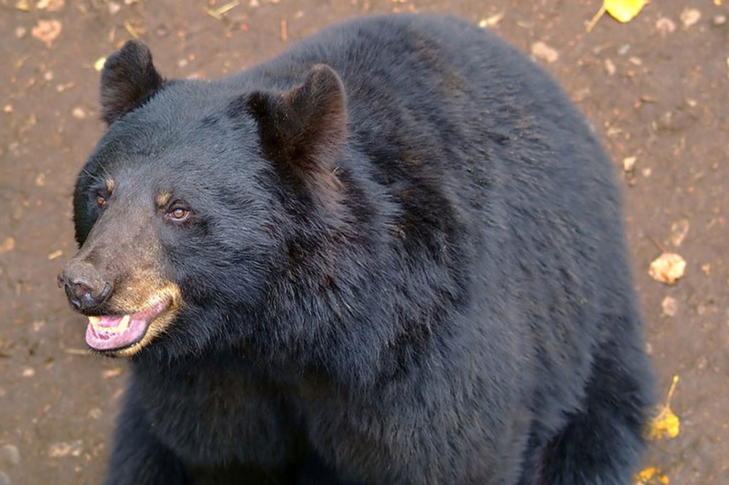 Black Bear Drinks Too Much Beer, Passes Out on Lawn Wide Open Spaces