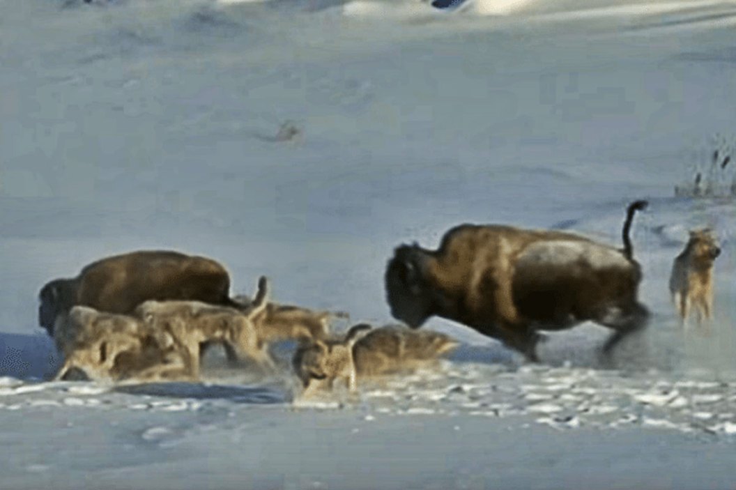 wolves attack bison