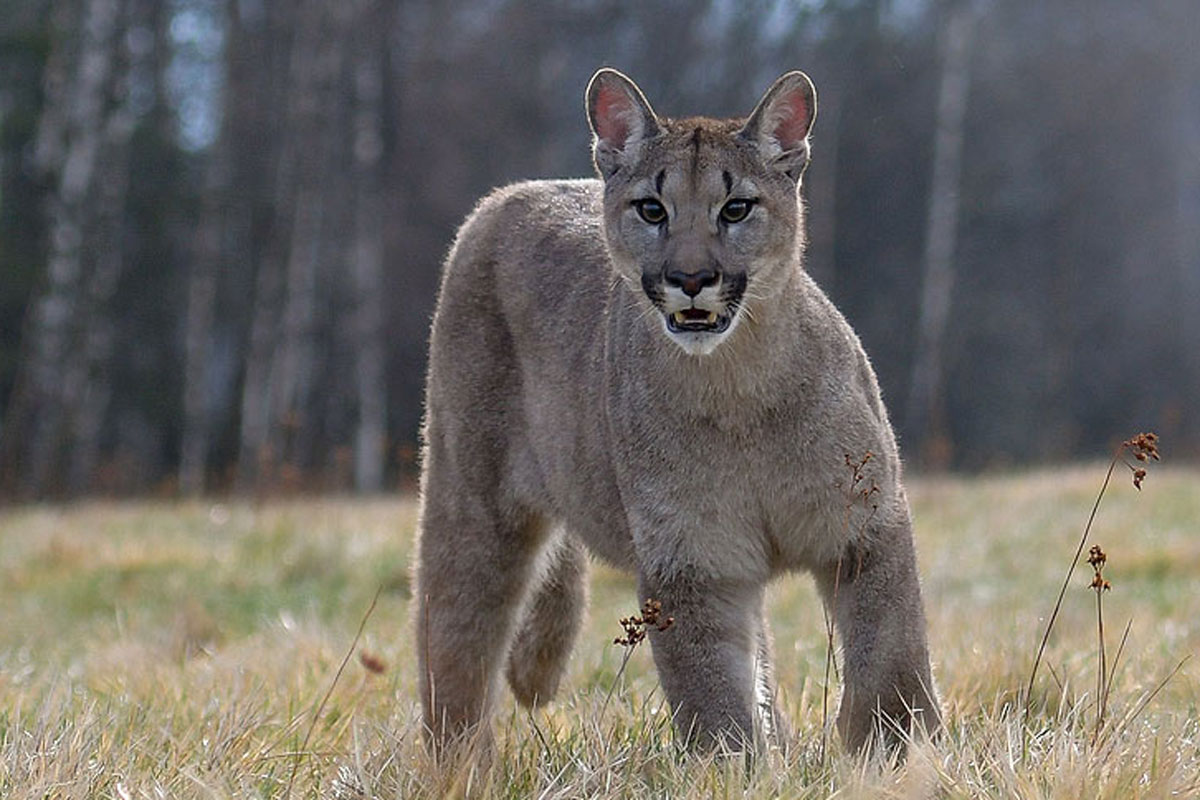cougar
