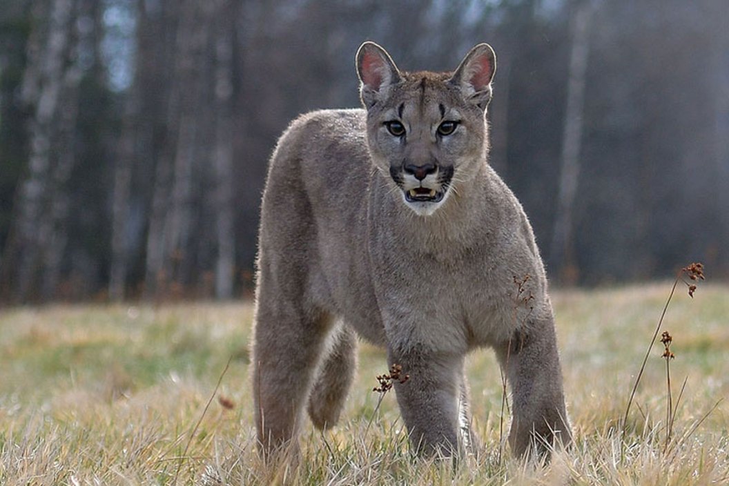 cougar