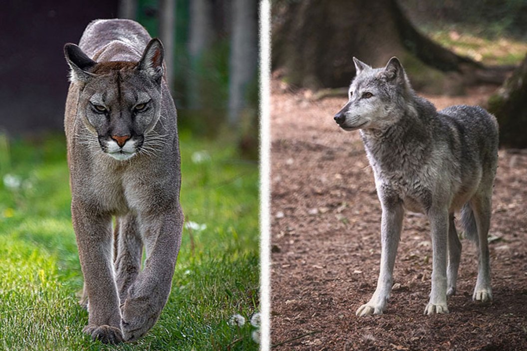 cougar vs. wolf