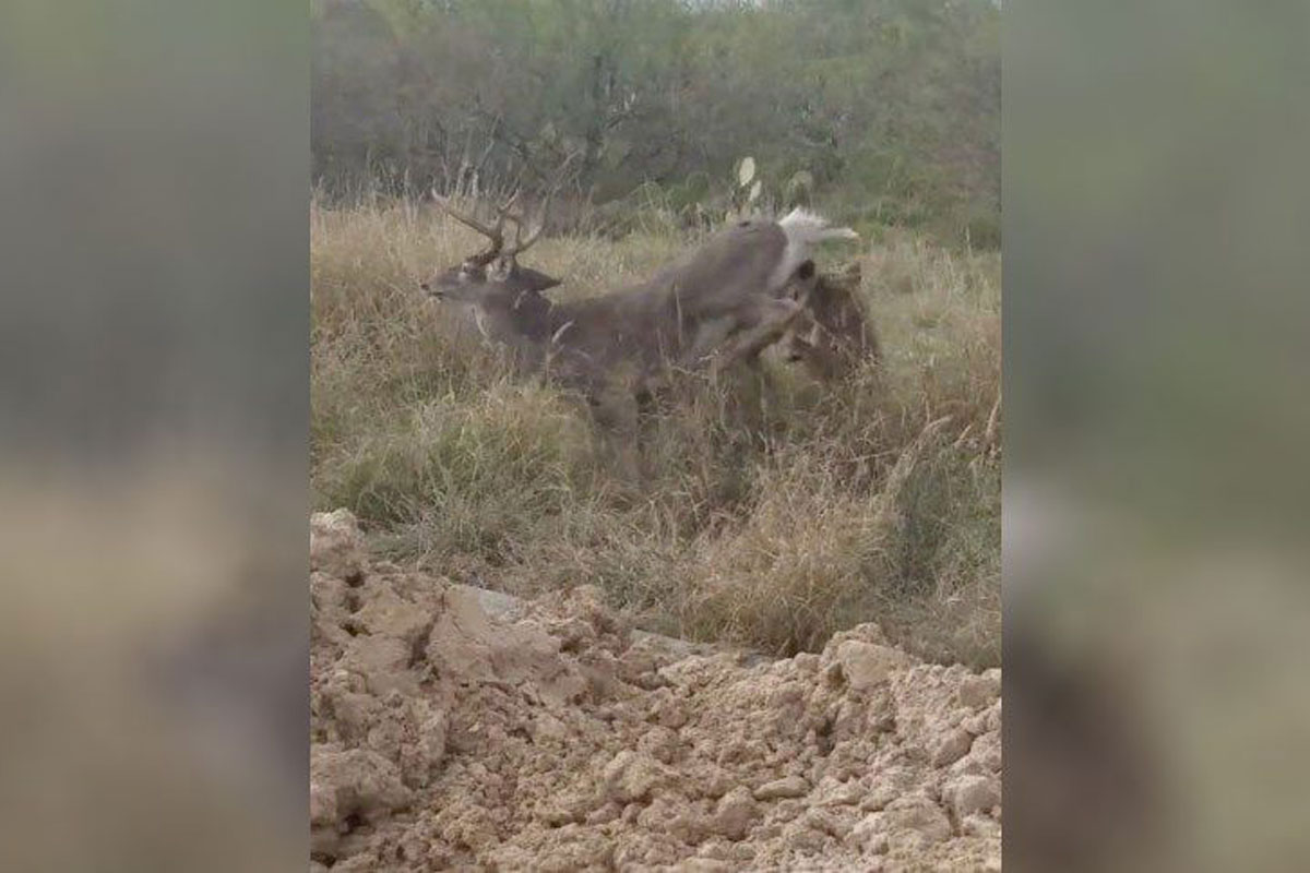 coyote attacks deer