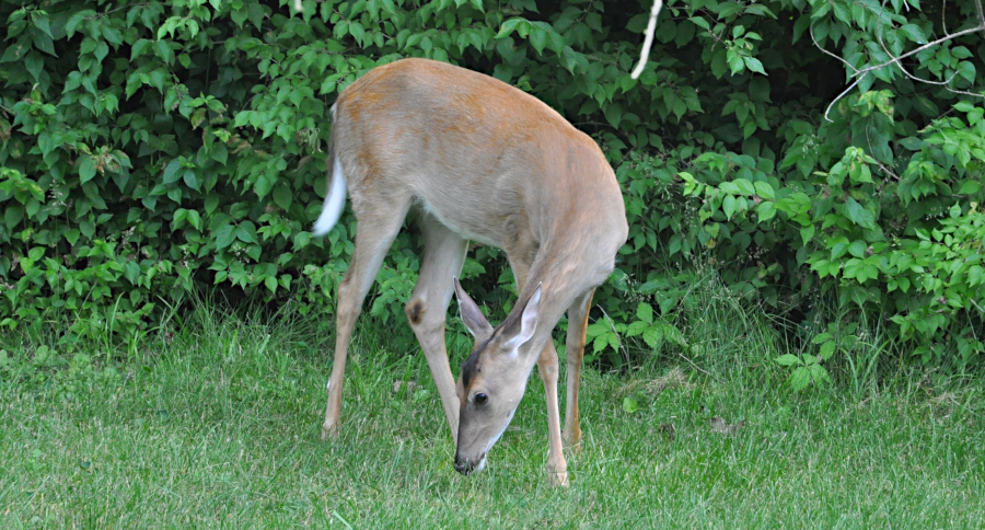 CWD