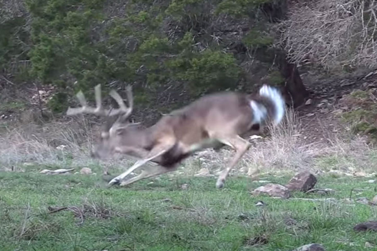 deer