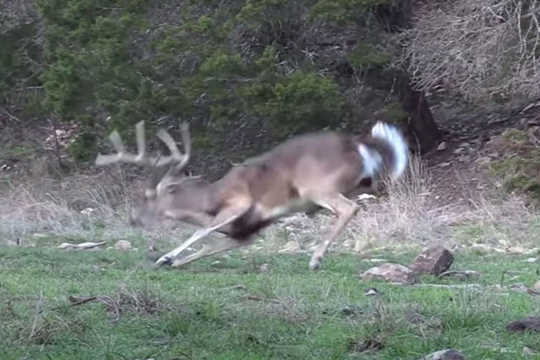 deer
