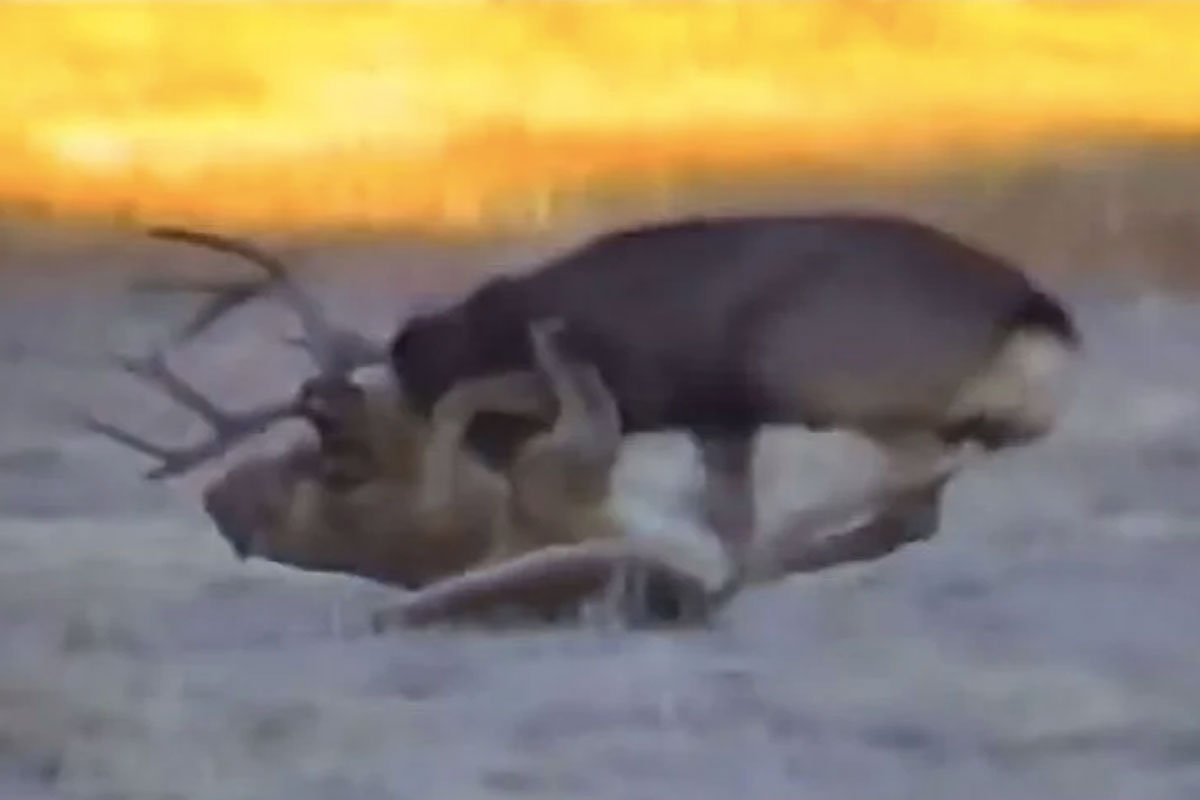 mountain lion vs. deer