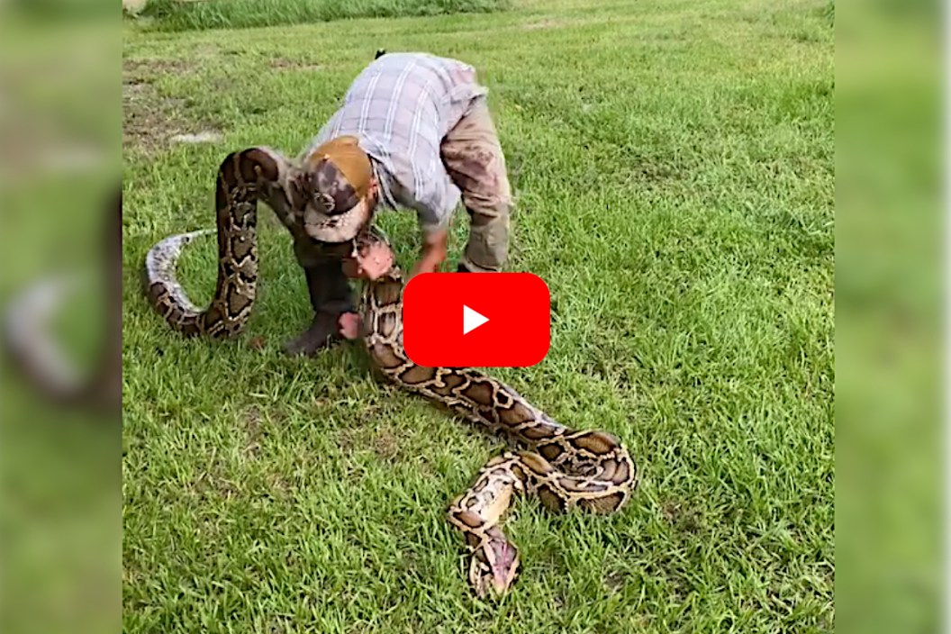 Snake Hunters Battle With New State Record 18.9-Foot Burmese Python in ...