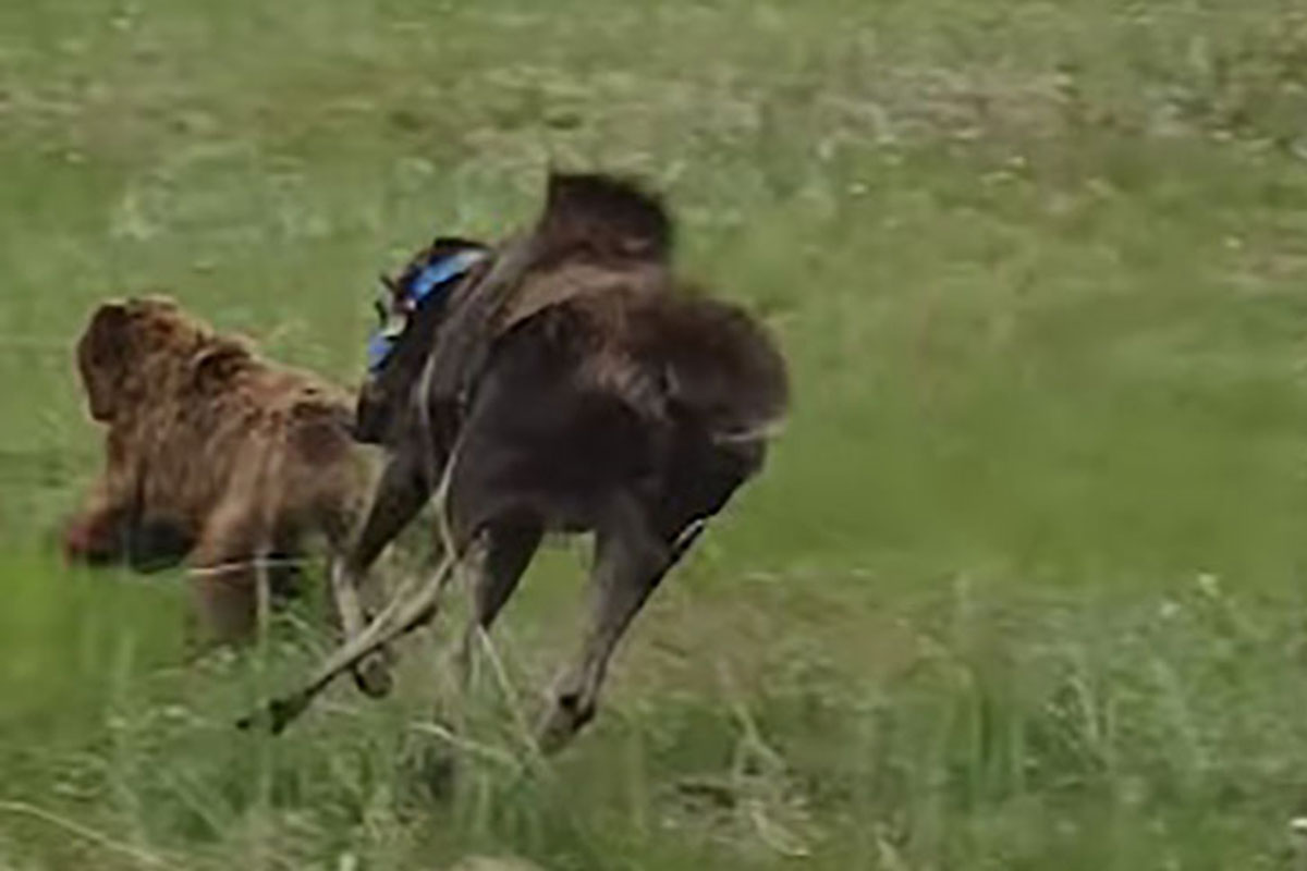 cow moose