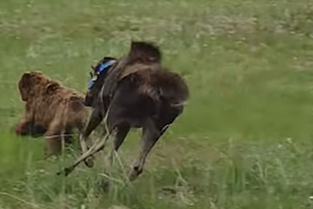cow moose