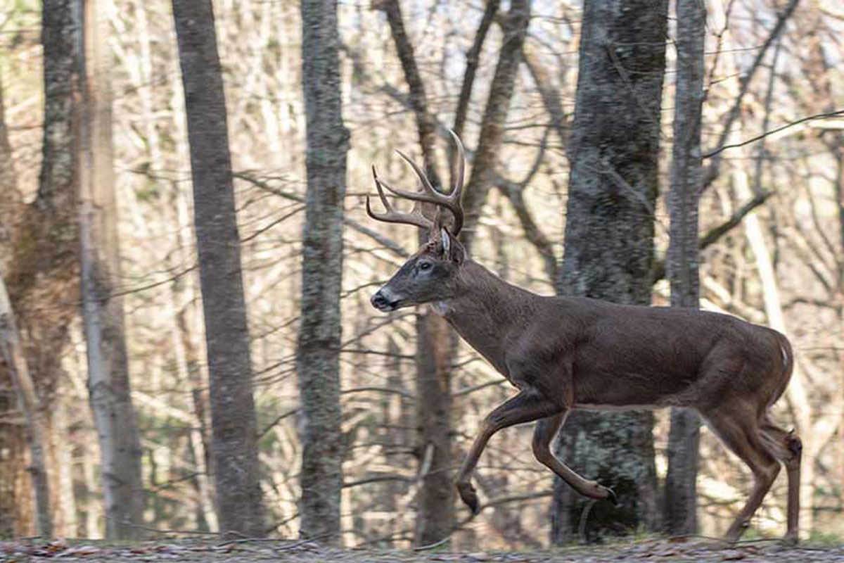 whitetail