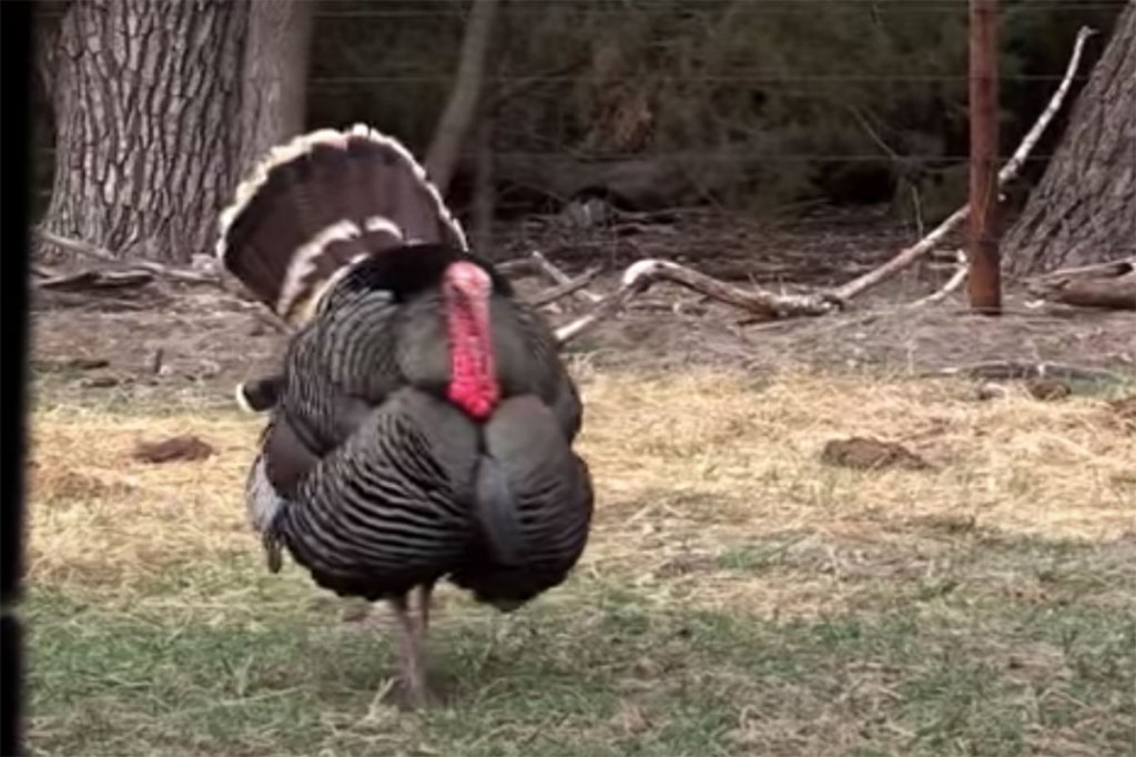 World Record 13Beard Turkey, Back From Taxidermist and on Full Display