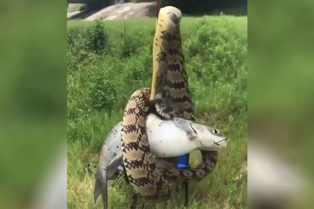 catfish snake