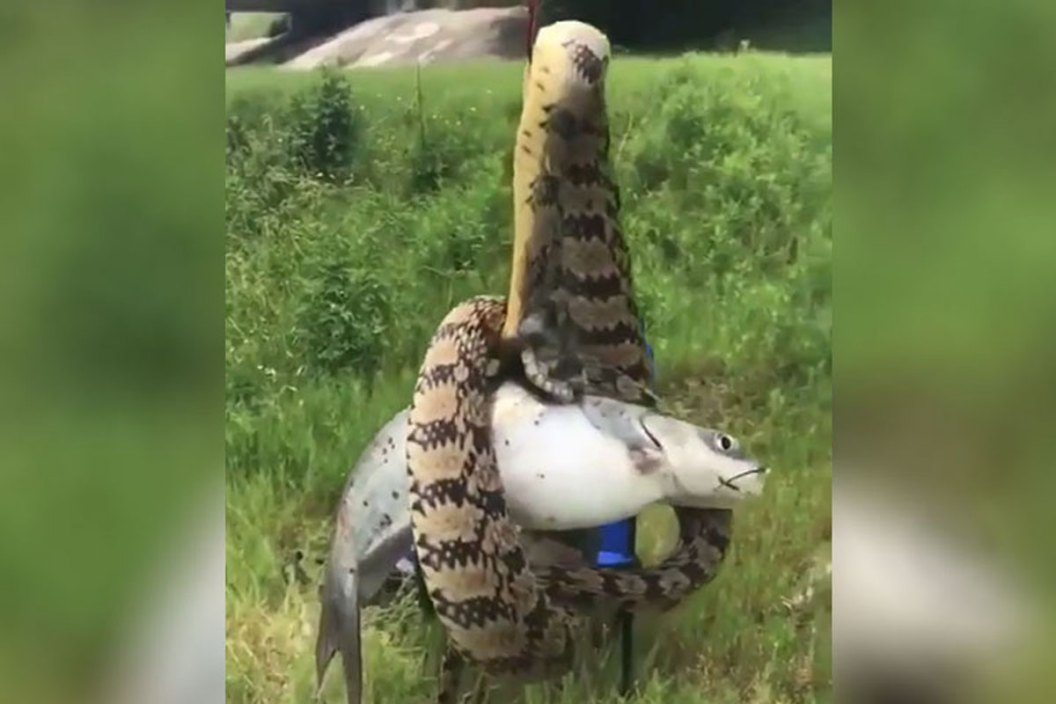 catfish snake