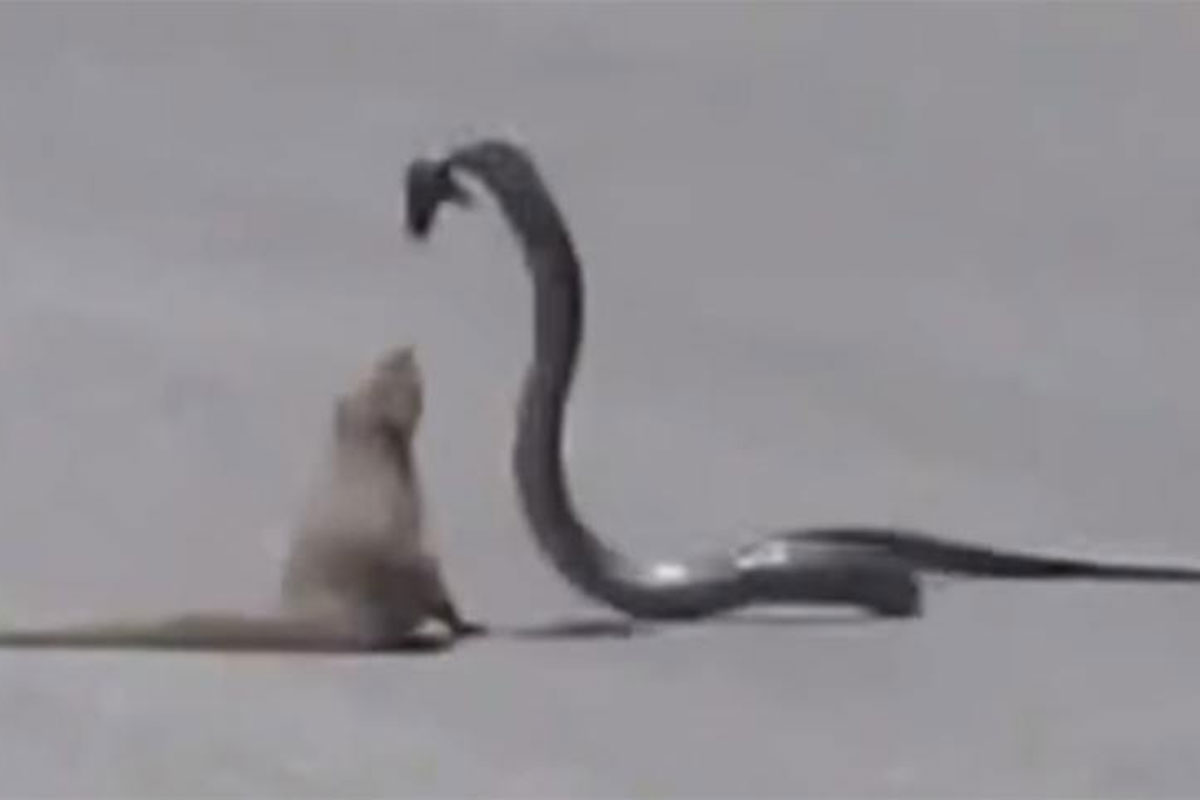Mongoose and Cobra Go Head to Head - Wide Open Spaces