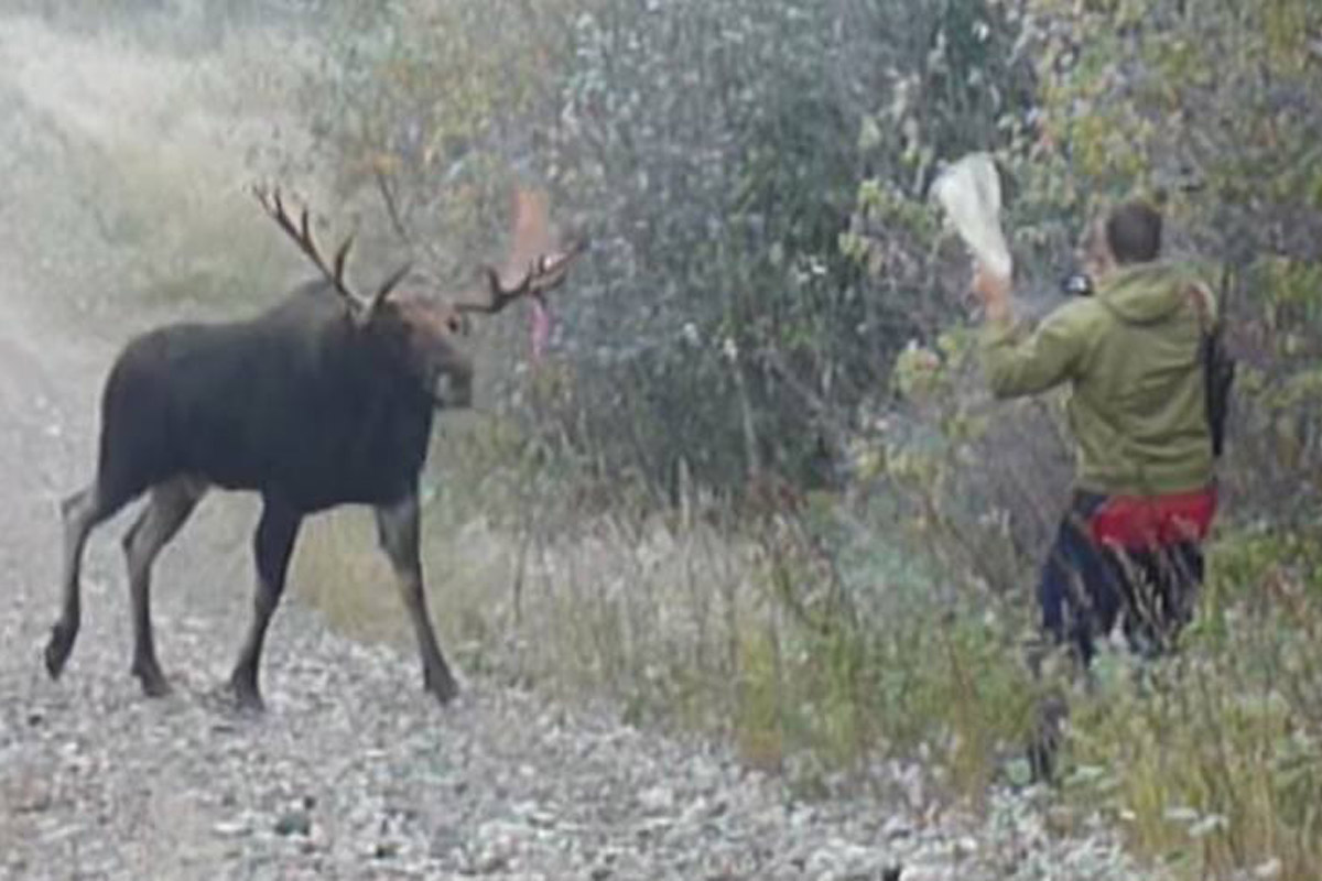 moose charge