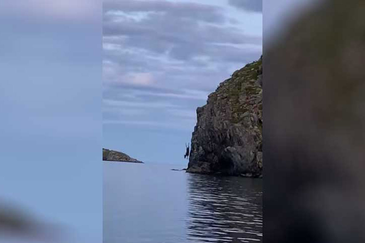 moose dive