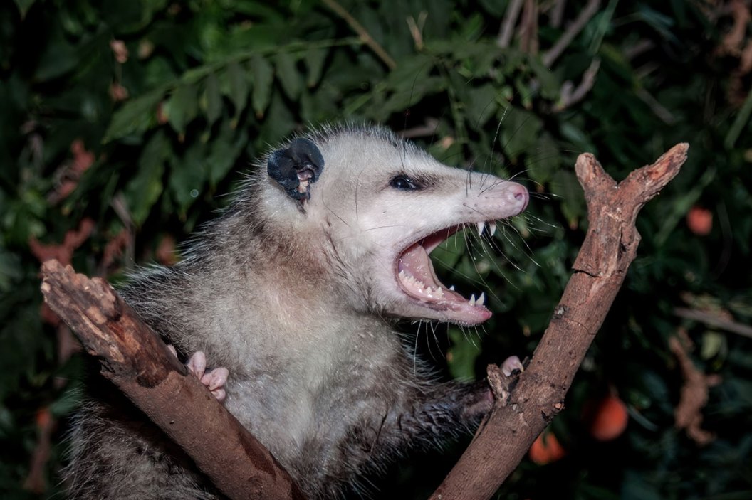 How Opossums Eat Thousands of Ticks Per Season