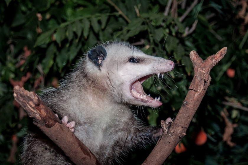 How Opossums Eat Thousands of Ticks Per Season