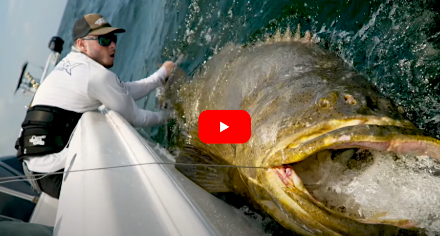 Goliath Grouper