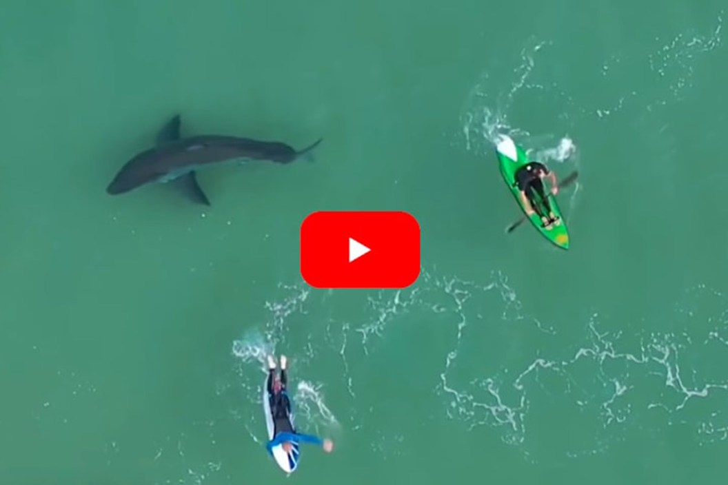 great white surfers