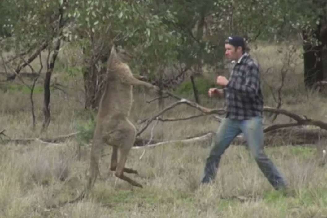 Man Punches a Kangaroo in the Face to Rescue His Dog Wide Open Spaces