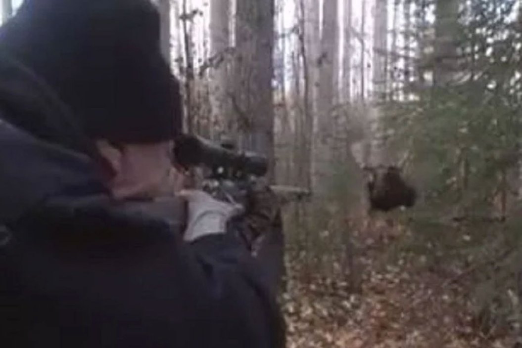 Stunning Bull Moose Footage Will Get Anyone's Blood Pumping - Wide Open ...