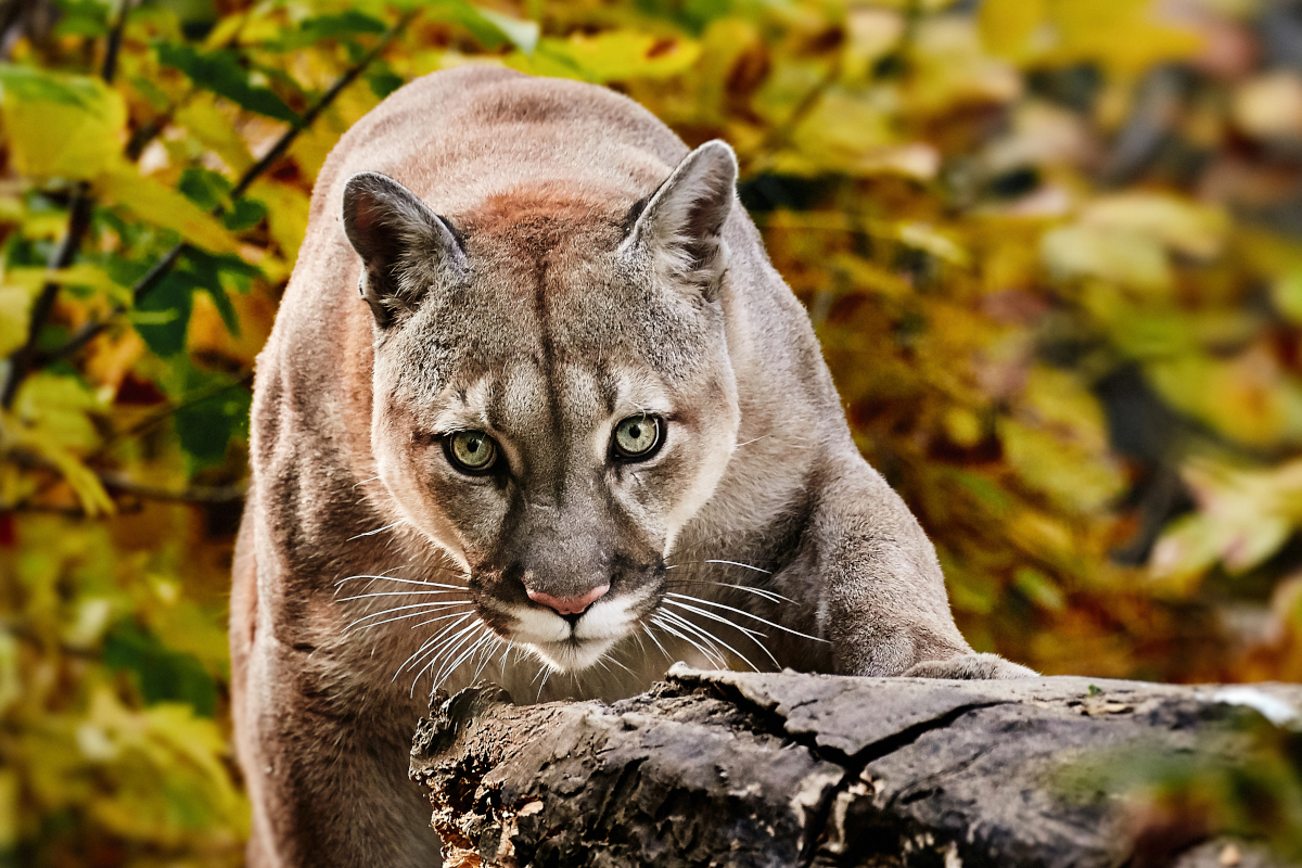 Mountain Lion