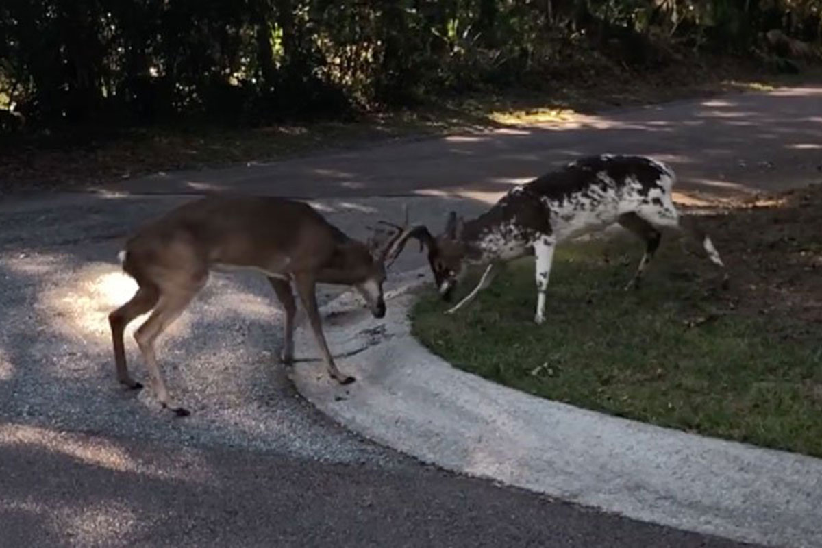 piebald rut