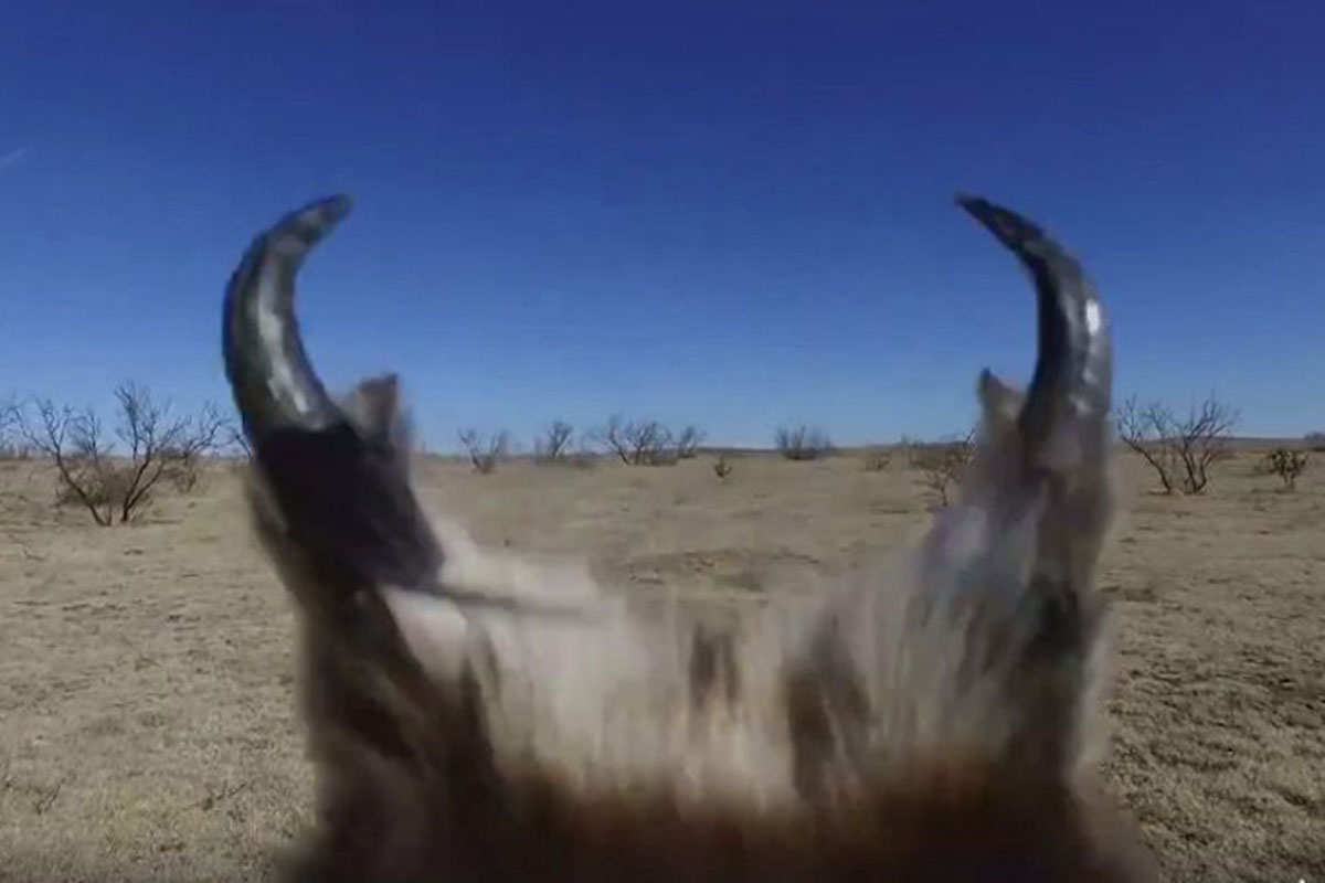 pronghorn