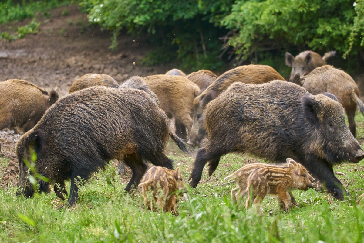 Sounder of Hogs