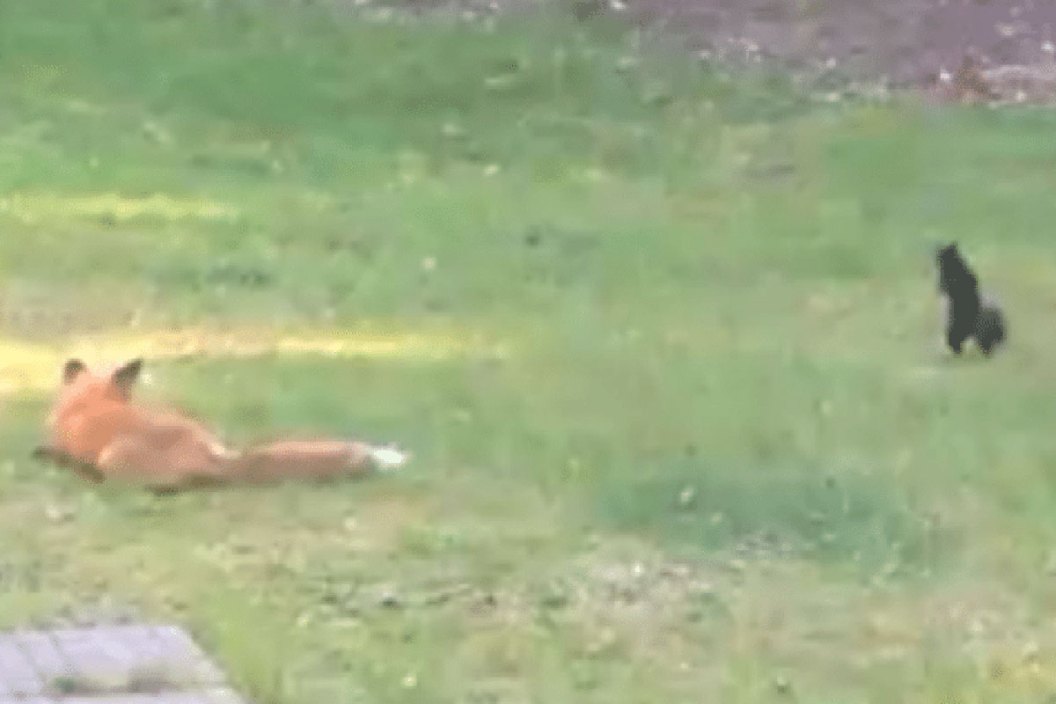 fox vs. squirrel