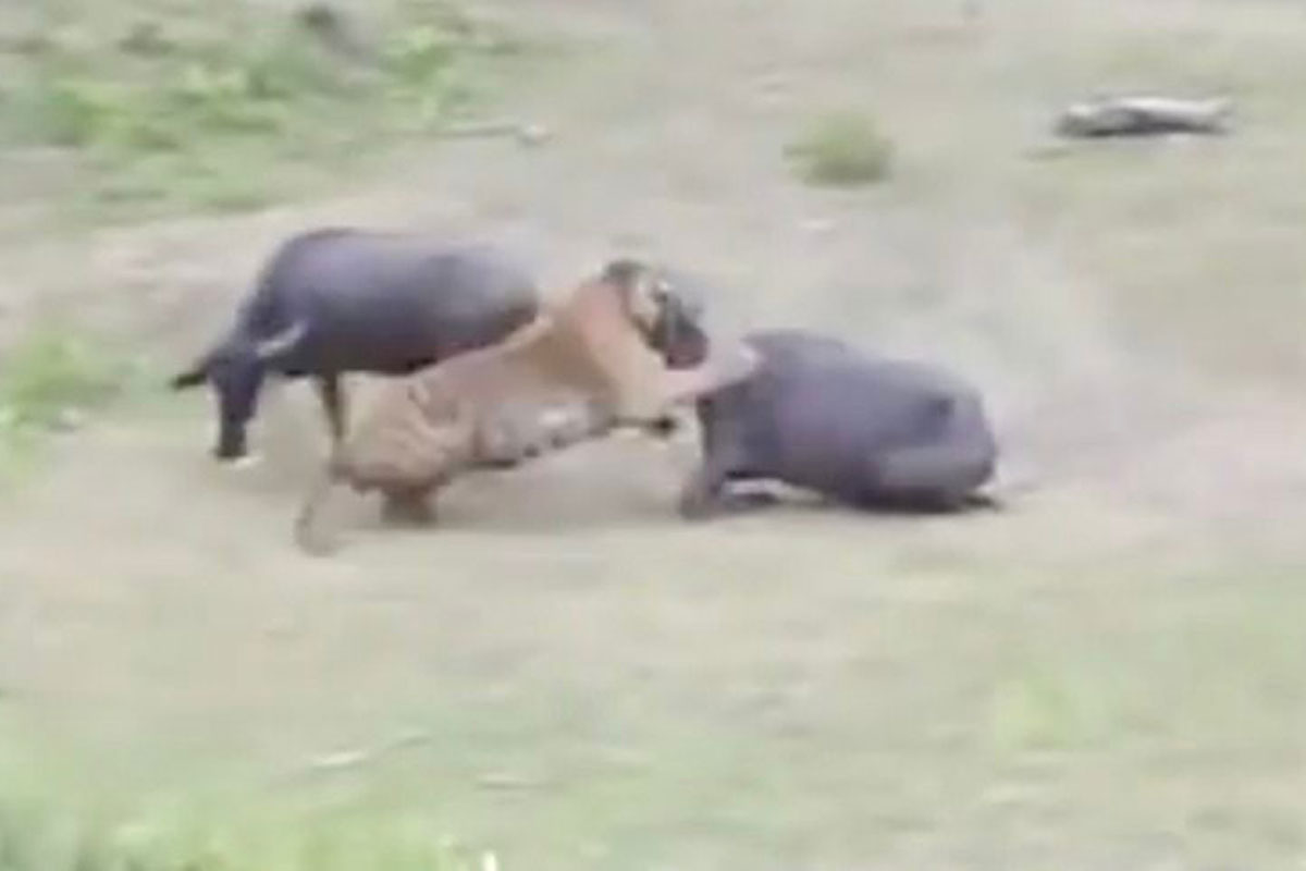 water buffalo