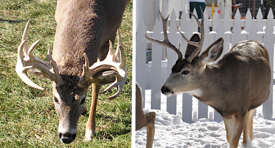 Whitetail vs. Mule Deer