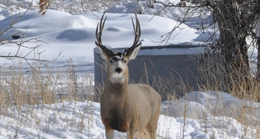 Wyoming CWD