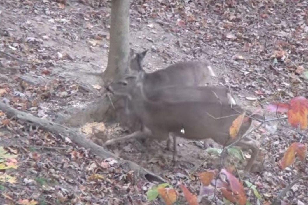 Never Forget the 12-Year-Old Who Arrowed Two Deer With One Shot - Wide ...