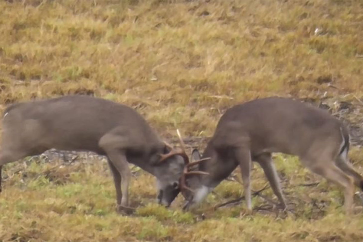 bucks rutting