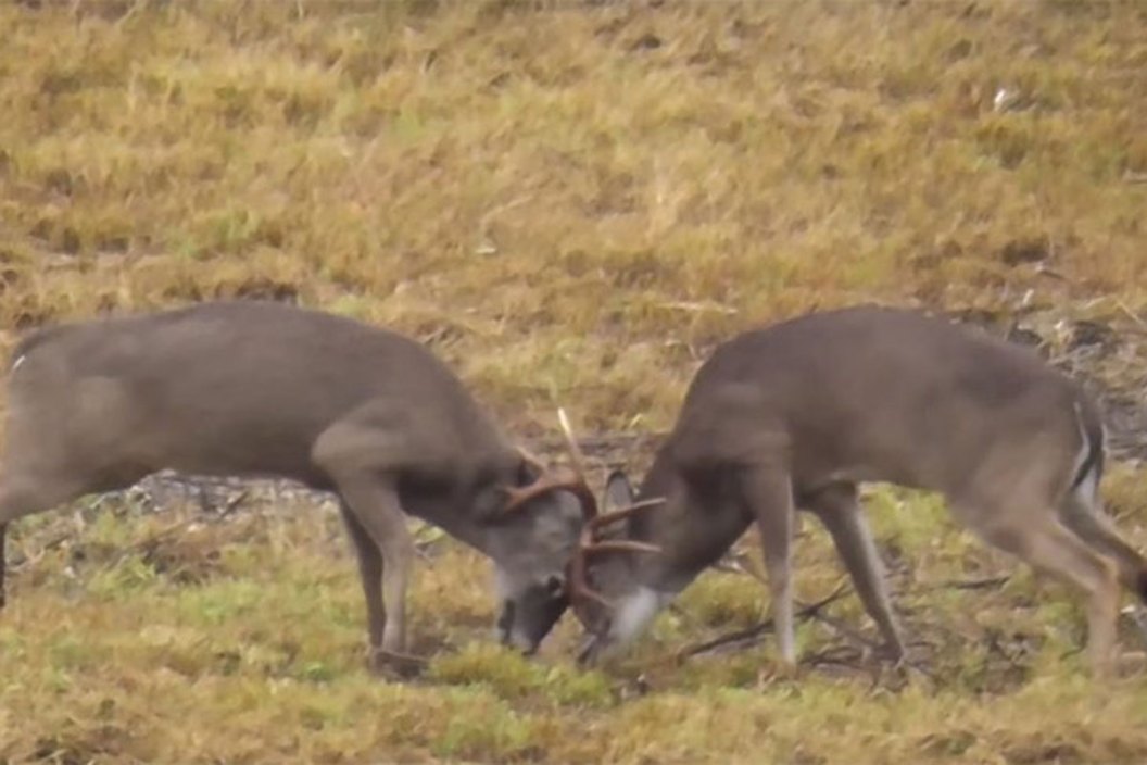 bucks rutting